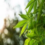 Cannabis Won the Midterm Elections: What Does It Mean for Your Cannabis Business?