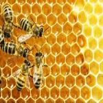 Why Apiarists Need Custom Honey Labels to Market Their Honey Products