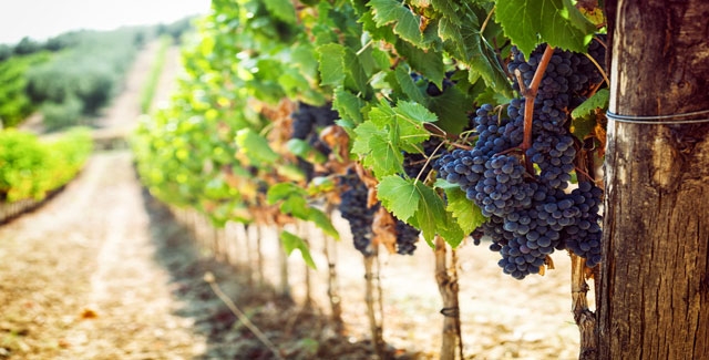Vineyard