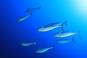 WTO rules against U.S. in 'dolphin-safe' tuna labeling dispute.