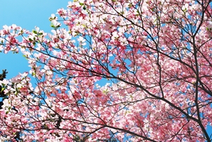 Vibrant Spring Product Labels.